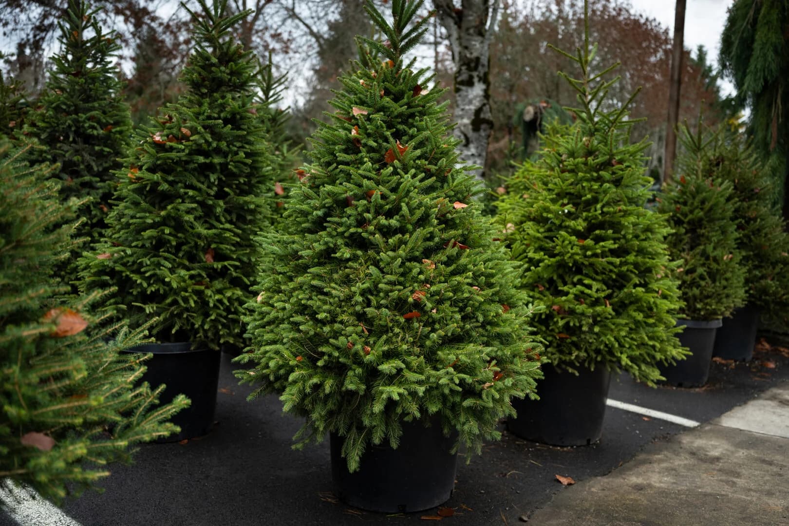 Y-Service Club Christmas Tree Sale