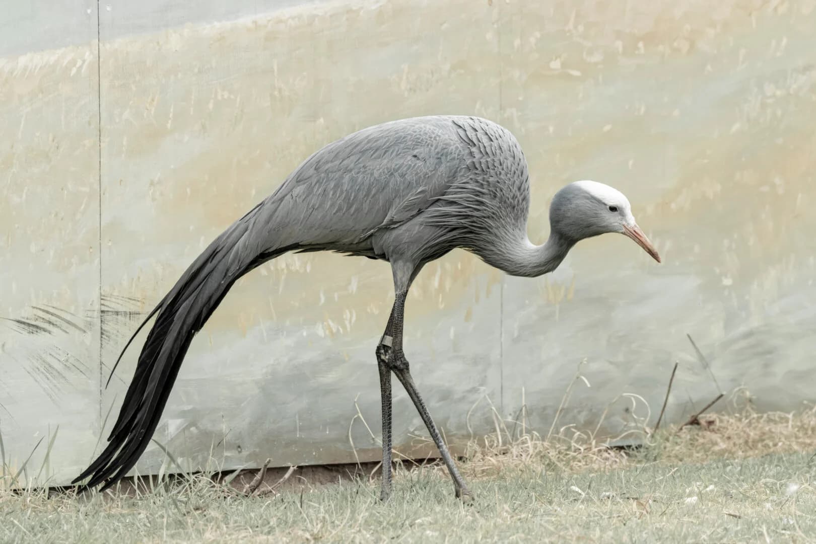 Wild Wisconsin: Cranes & River Wonders